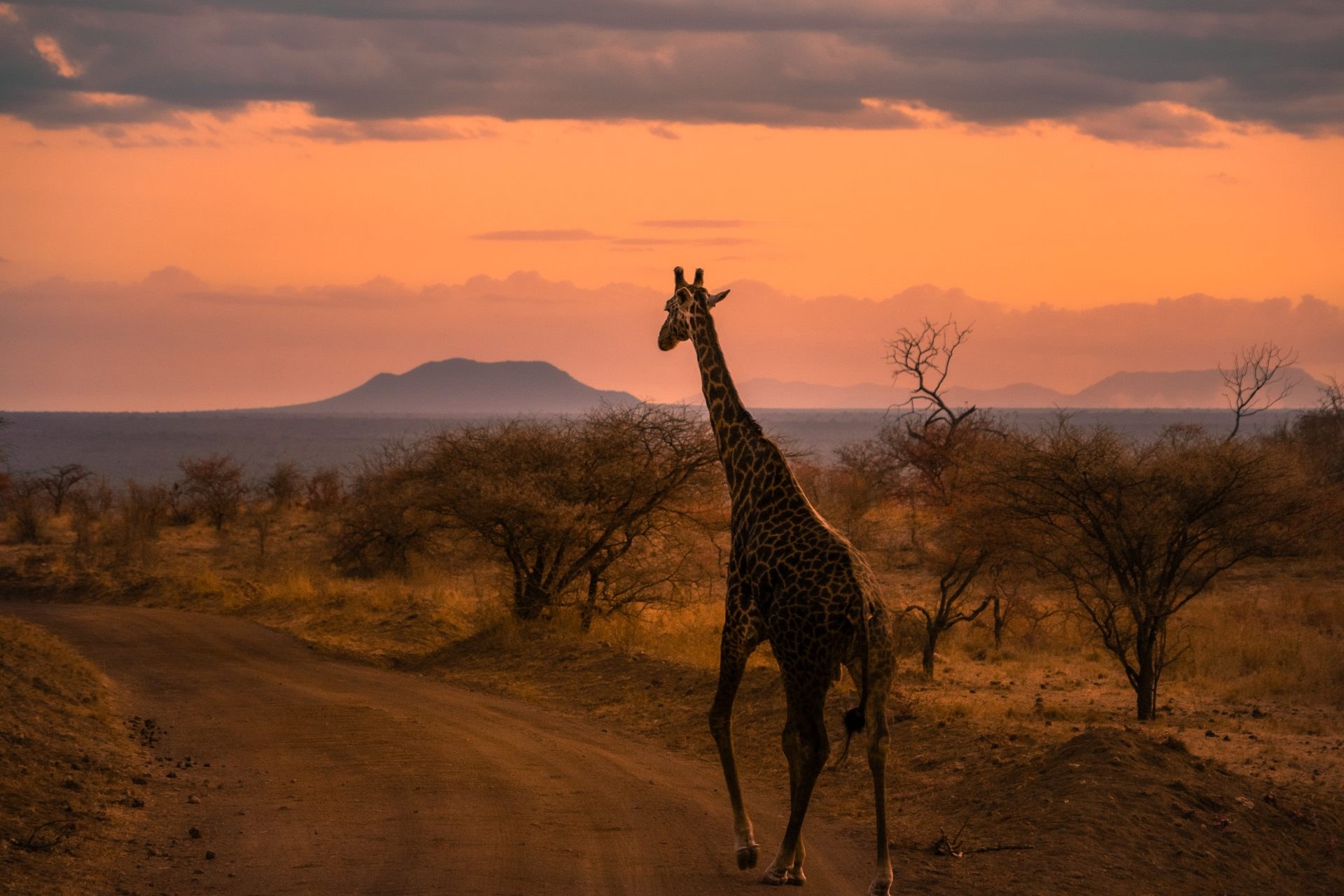 Tsavo East & West